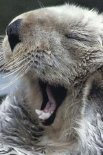 Watch Sea Otters - A Million Dollar Baby online free.