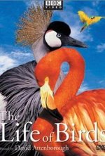 Watch The Life of Birds online free.